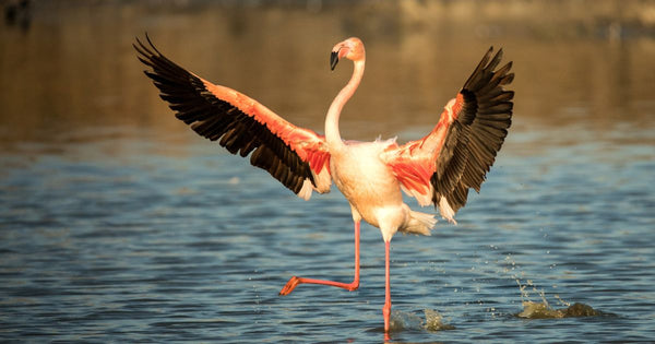 Flamingos Eat Salt? The How & Why of This Strange Phenomenon