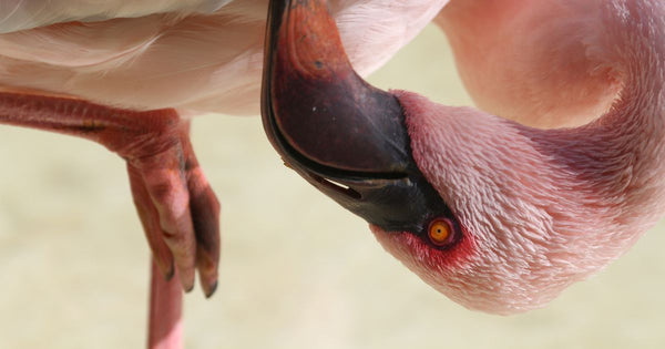 Do Flamingos Have Webbed Feet?