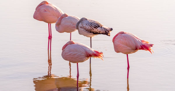 Do Flamingos Sleep Standing Up?