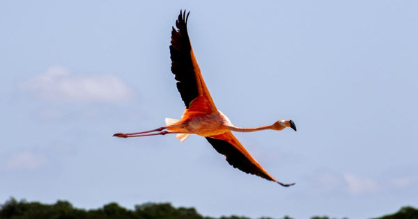 Flamingo Sightings Across America: The Fabulous Fowl Found in 11 States!
