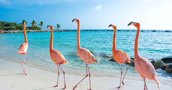 5 Reasons Why Flamingos Make the Perfect Summer Mascot