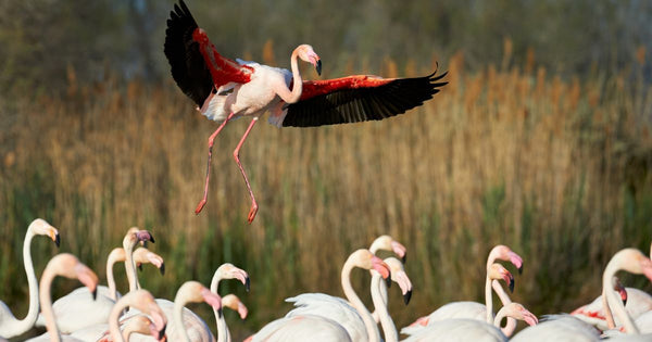 Where Are Flamingos on the Food Chain?
