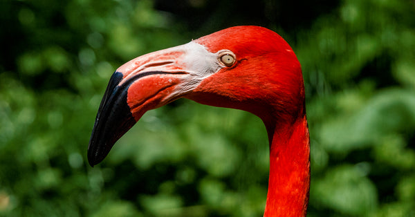 Suspected Fox That Killed 25 Flamingos Caught By National Zoo