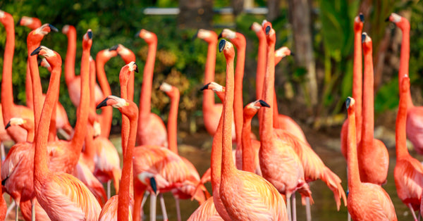 How Tall Are Flamingos?