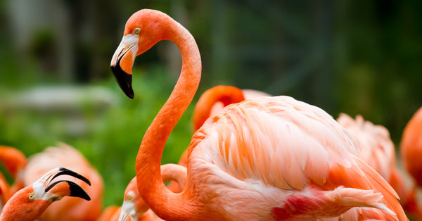 How Long Do Flamingos Live?