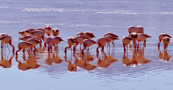 Can Flamingos Drink Salt Water?