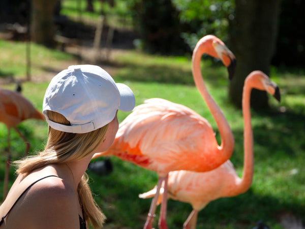 Where Can You Find Flamingos in the United States?
