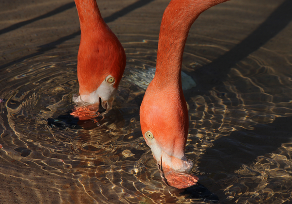 What Do Flamingos Eat?
