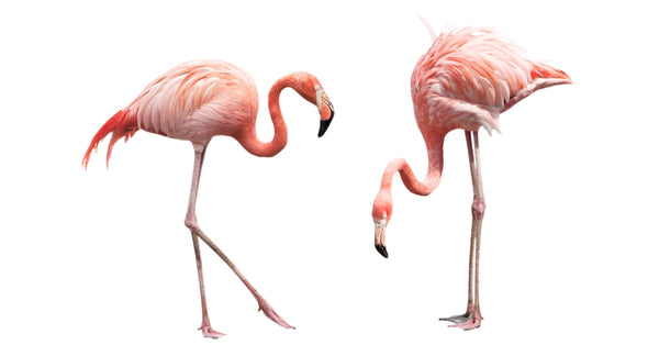 Check Out This 14-Minute Crash Course Video on Flamingos