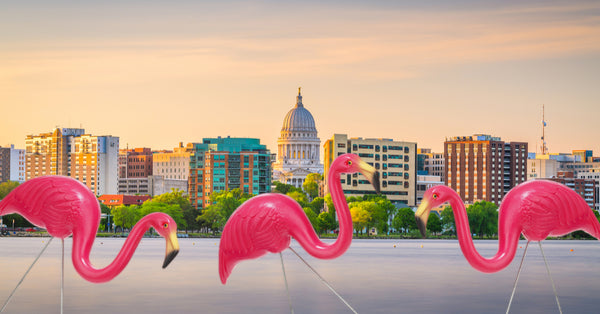 Why Is Madison's Official City Bird the Plastic Pink Flamingo?