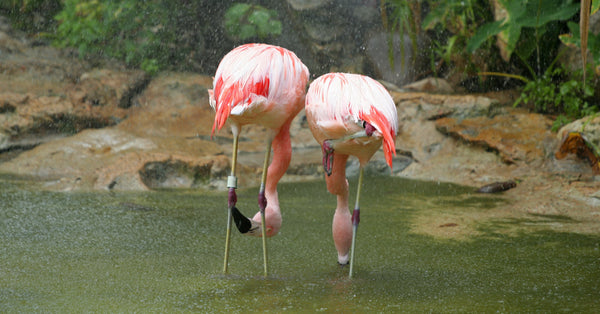 How Rain Affects Flamingo Mating