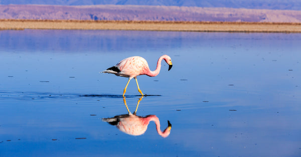 Are Flamingos Endangered? The Fabulous Fowl, By the Numbers