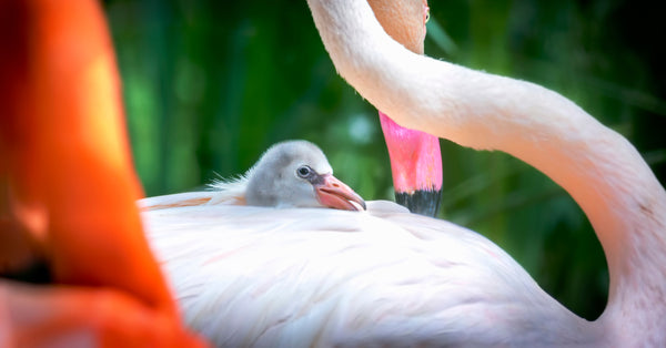 What Color Are Flamingos When They're Born?