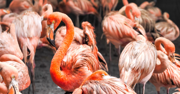 Why Do Flamingos Stink?