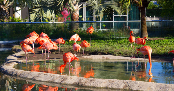 Zoo Miami Aims to Bring Flamingos Back to Florida