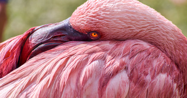 Why Are Flamingos Pink?