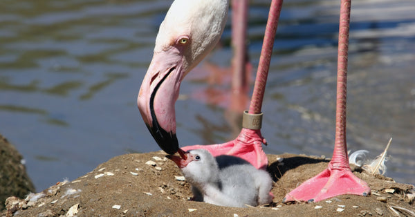 How Do Flamingos Feed Their Young?