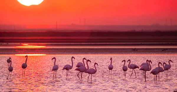 How Climate Change Affects Flamingos