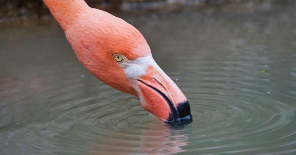 Can Flamingos Drink Boiling Water?