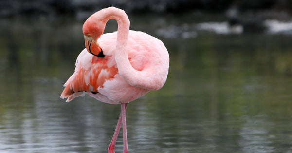 How Conchy the Flamingo Made History