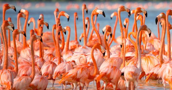 What Sounds Do Flamingos Make?
