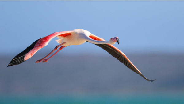 Flamingo Moves from Kansas to Texas