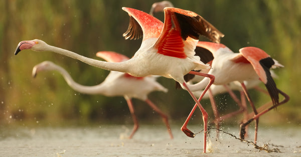 Can Flamingos Fly?