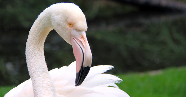 Oldest Flamingo Ever: The Story of Greater the Flamingo