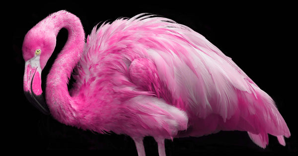 Do You Know Pinker Flamingos Are More Aggressive?