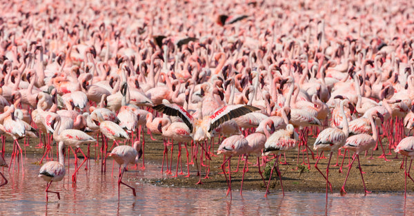 What Is a Flock of Flamingos Known As?