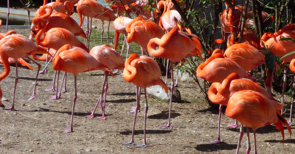 Fox Kills 25 Flamingos at Smithsonian's National Zoo