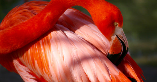 Smithsonian National Zoo's Oldest Flamingo, Betty, Dies at 67