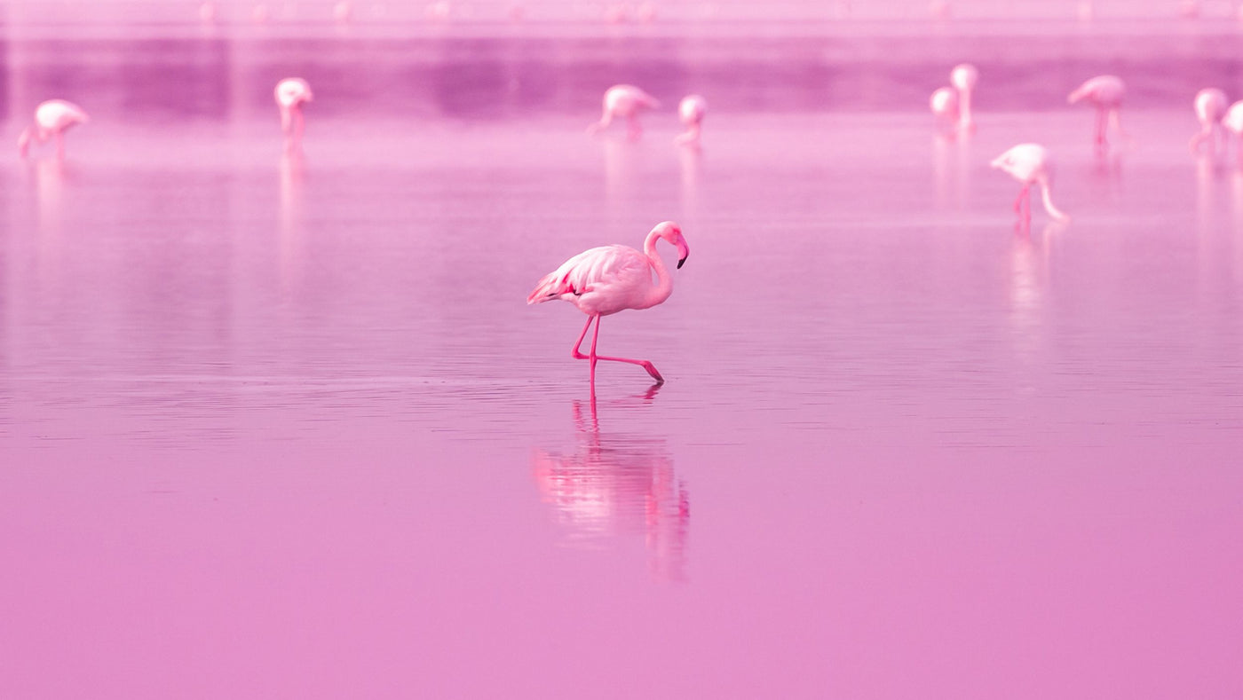 We help flamingos by donating 10% of every sale to flamingo charities.