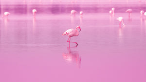 We help flamingos by donating 10% of every sale to flamingo charities.