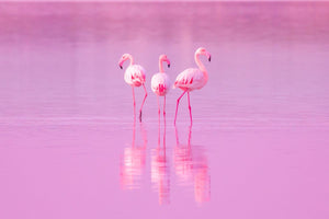 The Popular Flamingo | The World's #1 Flamingo Shop